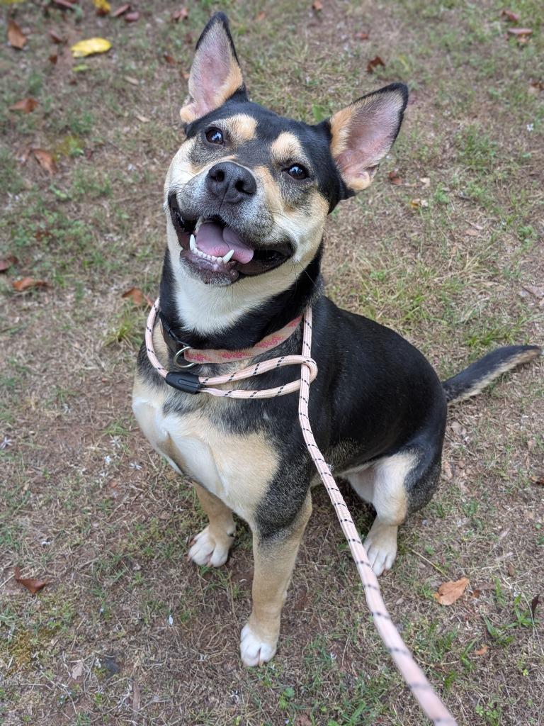 Ronni, Adoptable, Young Female Pit Bull Terrier & American Staffordshire Terrier.