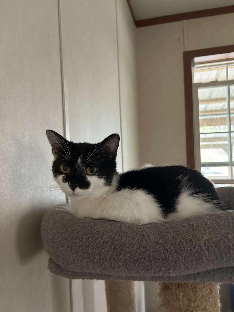 Baby Blow Pop, Adoptable, Young Female Domestic Short Hair.