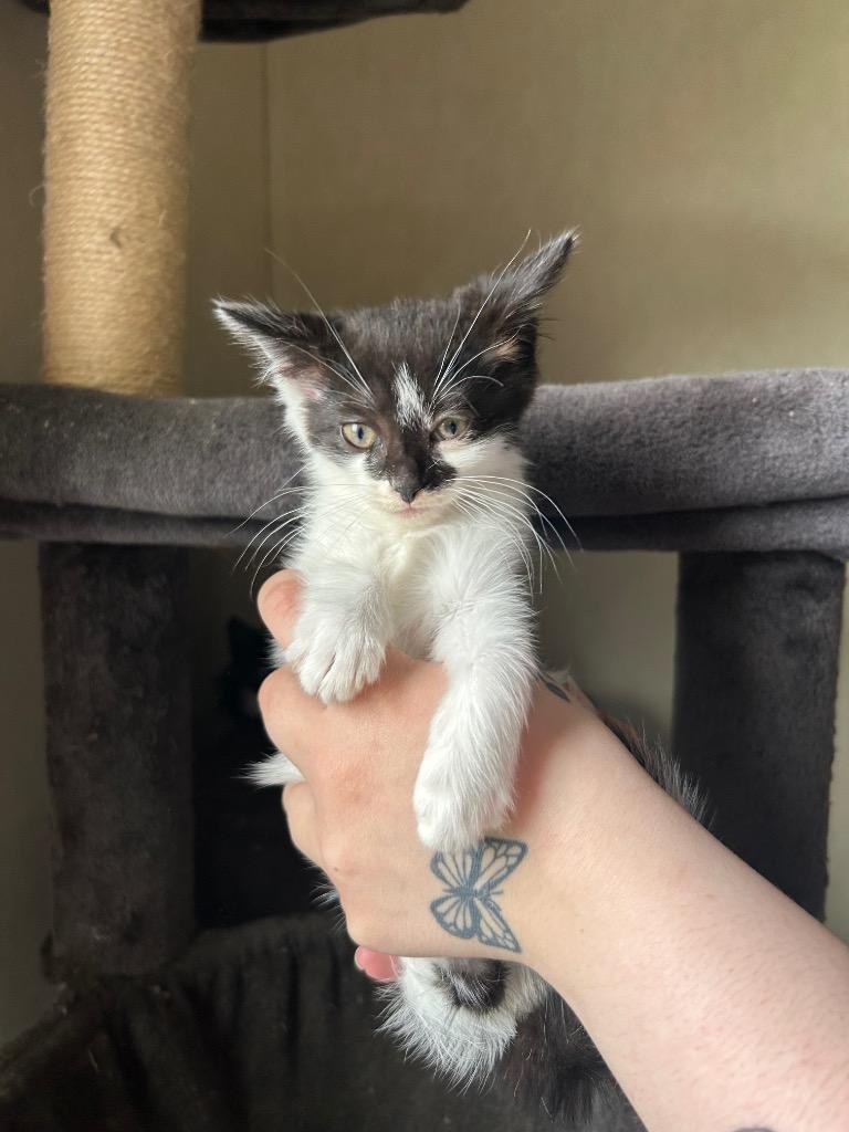 Enlarge Baby Blow Pop, a Adoptable mixed breed in Parsons, WV image 1/4