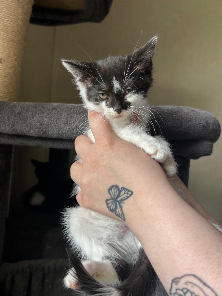 Enlarge Baby Blow Pop, a Adoptable mixed breed in Parsons, WV image 3/4