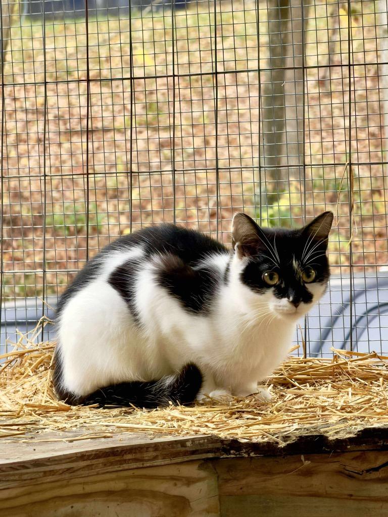 Enlarge Baby Blow Pop, a Adoptable mixed breed in Parsons, WV image 4/4