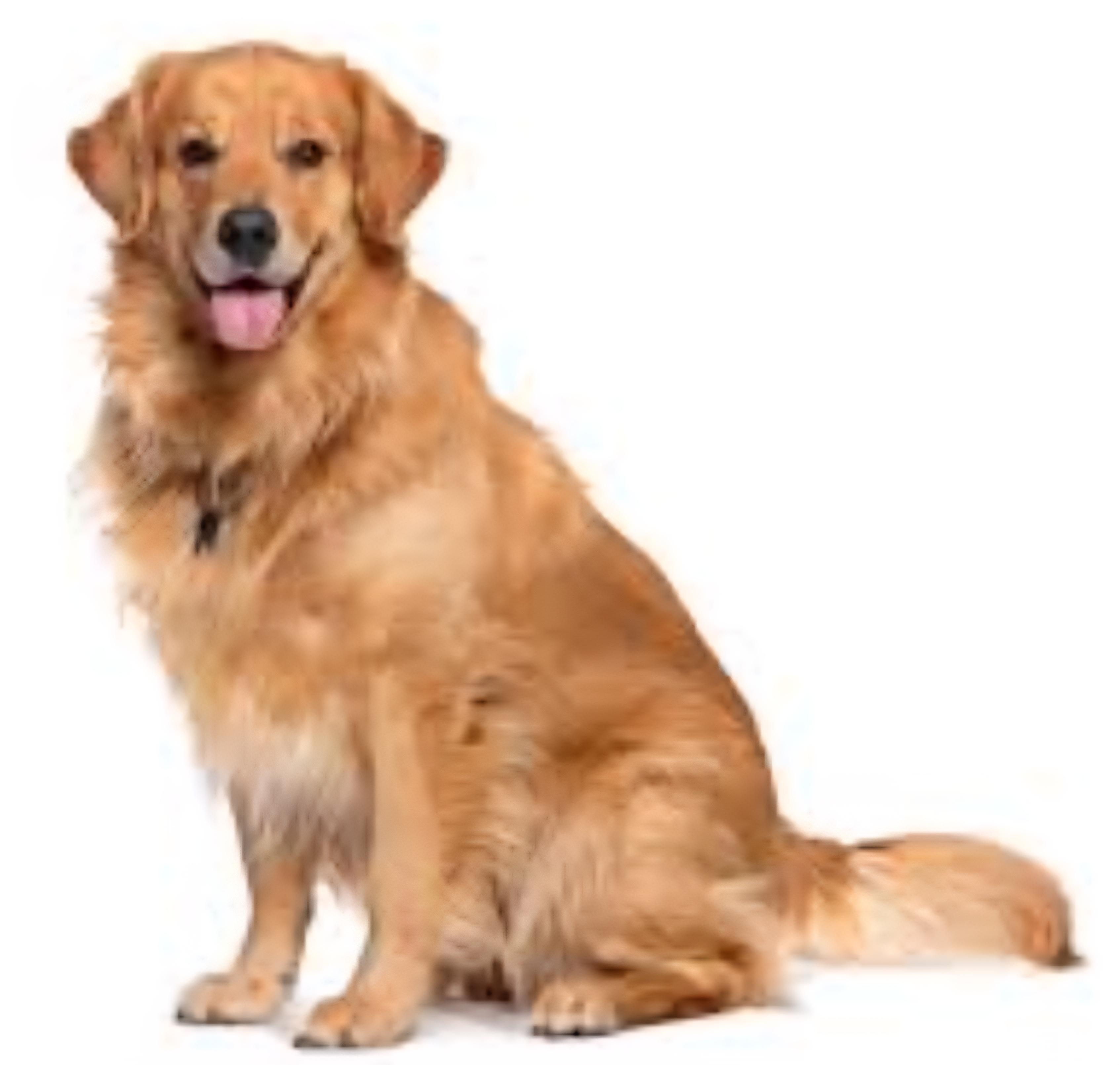 ***Pugs, Pom, Retriever Fosters Needed***, an adoptable Pug in Cloquet, MN, 55720 | Photo Image 2