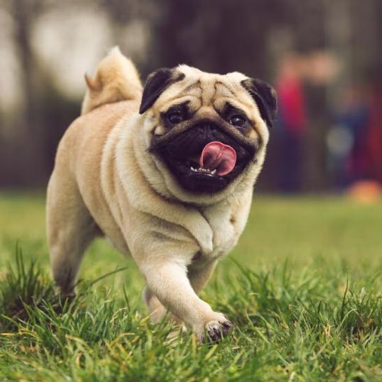 ***Pugs, Pom, Retriever Fosters Needed***, an adoptable Pug in Cloquet, MN, 55720 | Photo Image 3