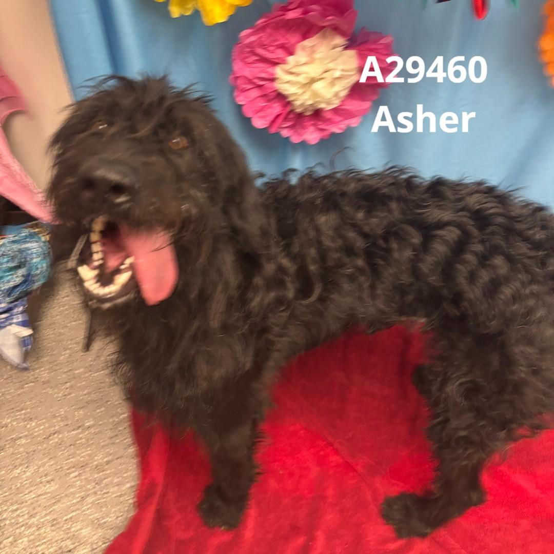 Asher photo 2