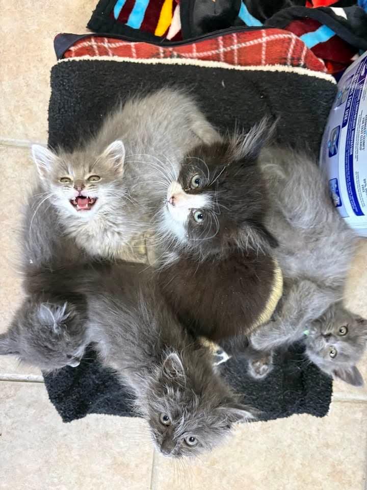 Enlarge Dante and brothers, an adopted mixed breed in Eureka, CA image 1/1
