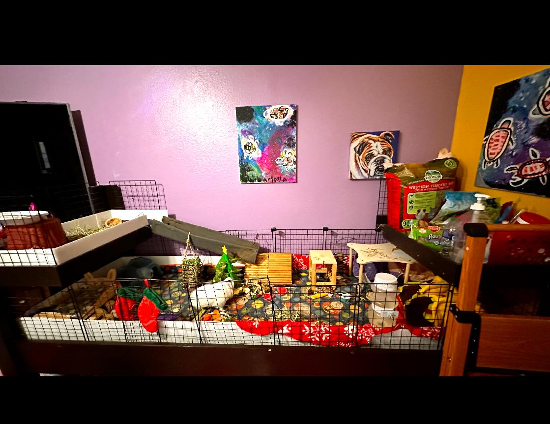 Enlarge Johnny, a Adopted Guinea Pig in Palm Harbor, FL image 1/6