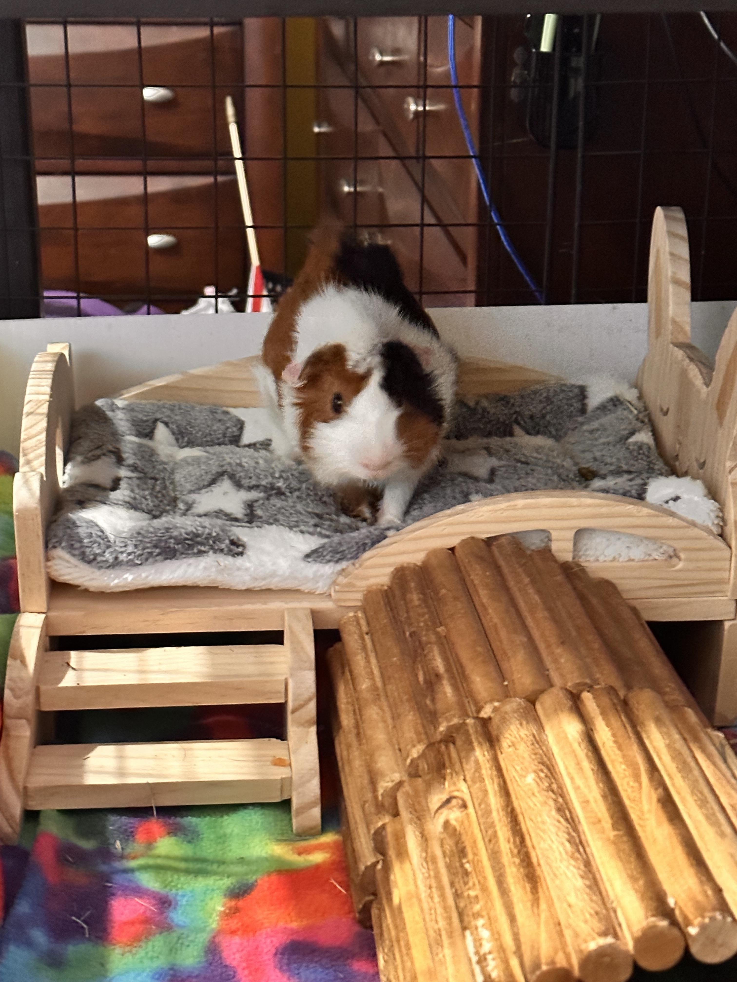 Enlarge Johnny, a Adopted Guinea Pig in Palm Harbor, FL image 2/6