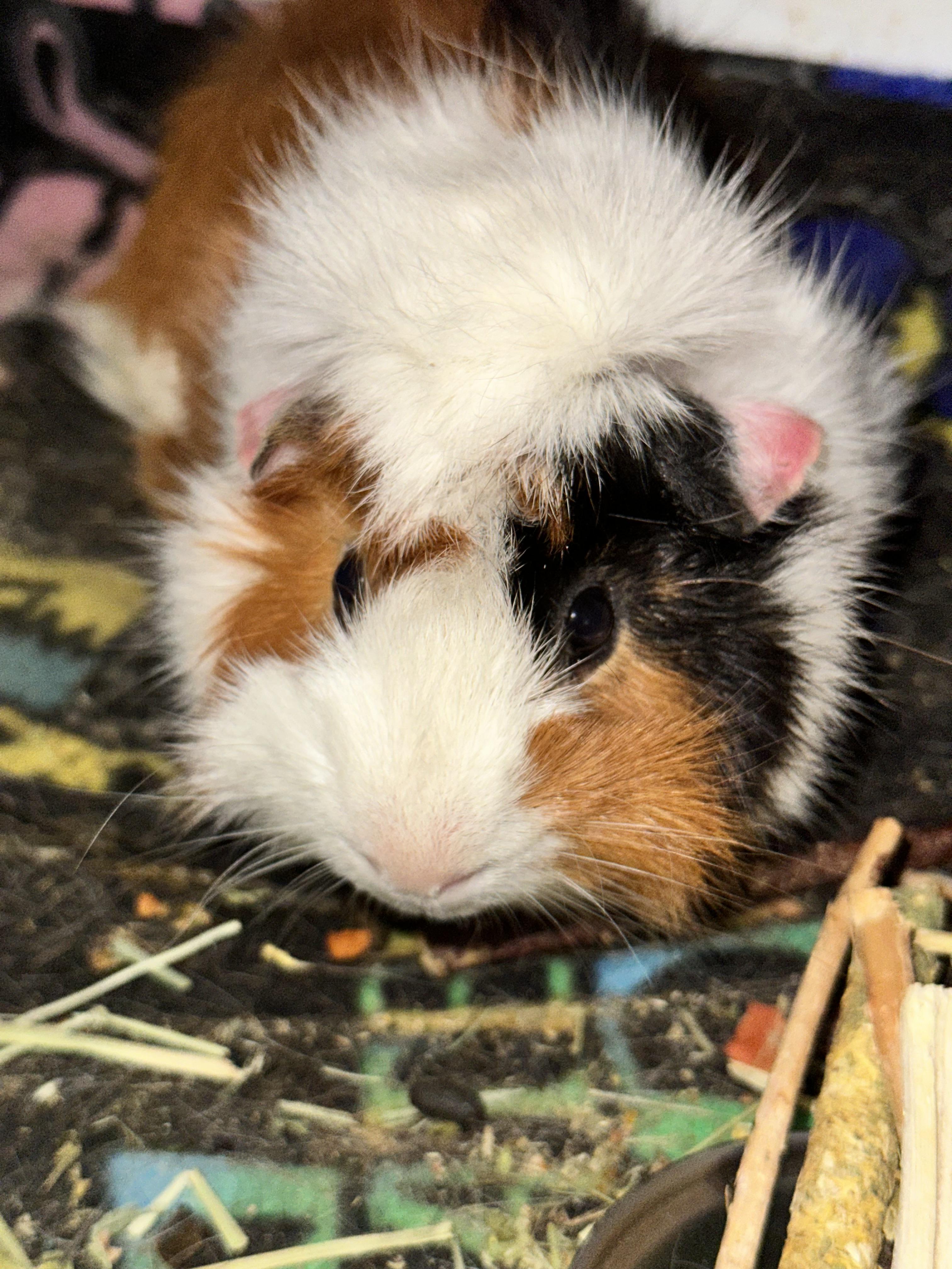 Enlarge Johnny, a Adopted Guinea Pig in Palm Harbor, FL image 4/6