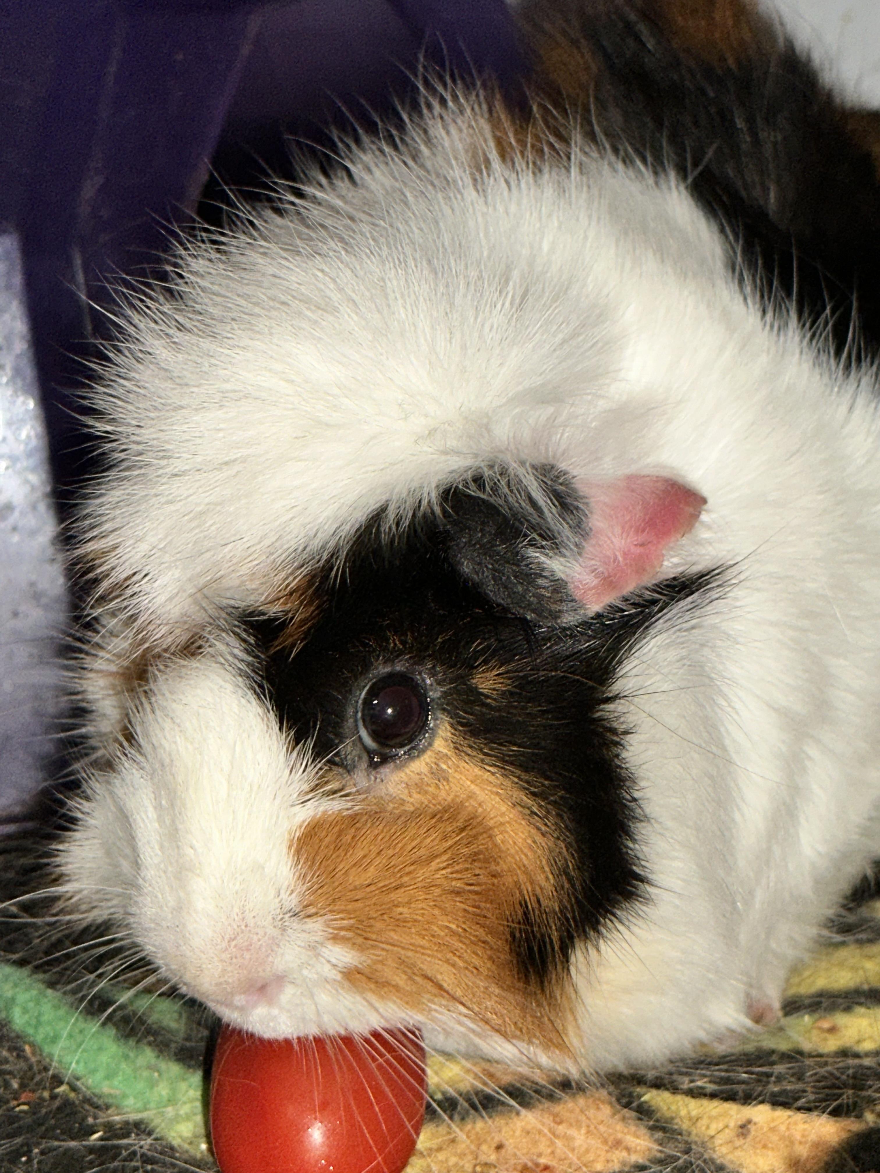 Enlarge Johnny, a Adopted Guinea Pig in Palm Harbor, FL image 5/6