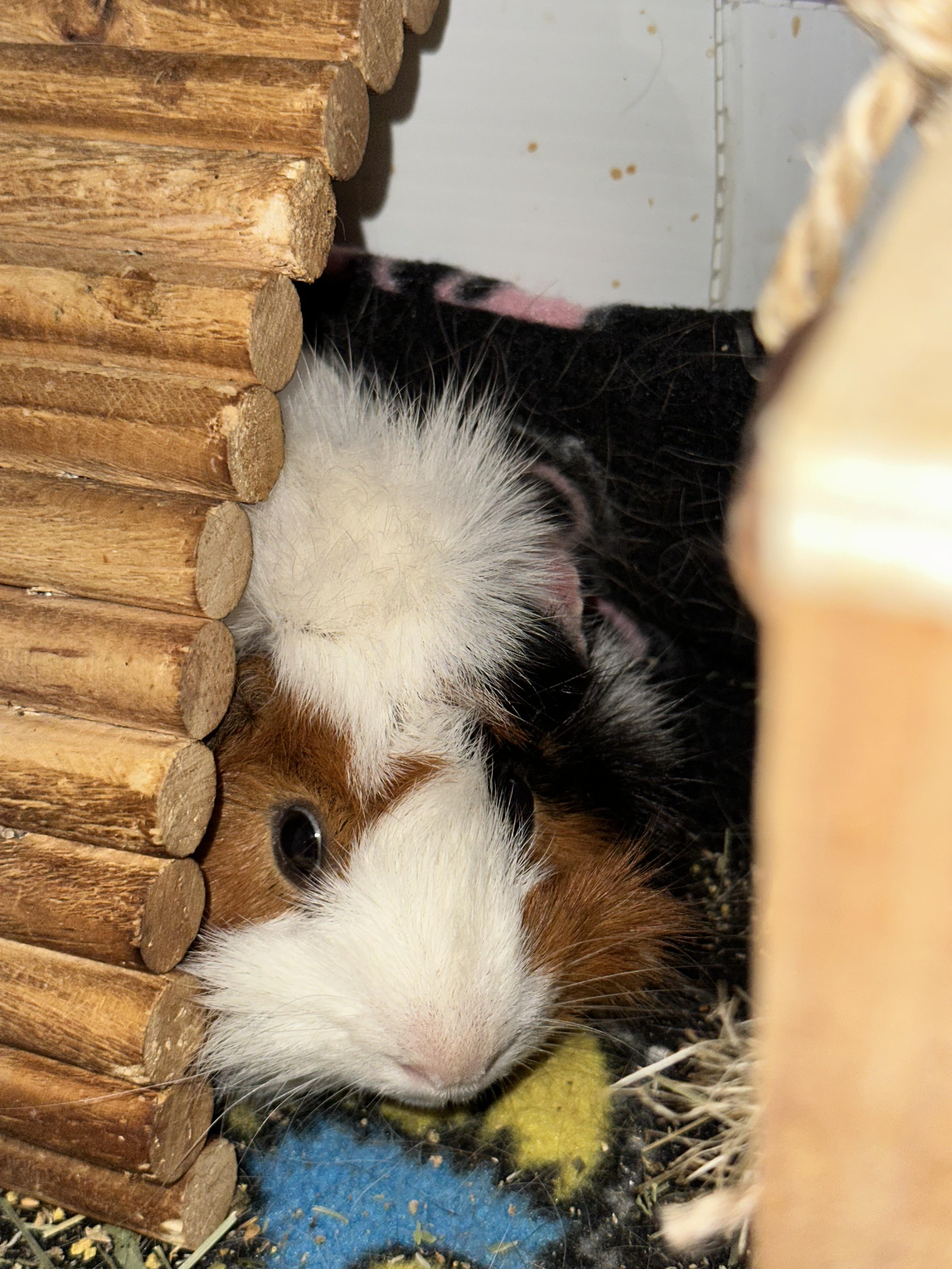 Enlarge Johnny, a Adopted Guinea Pig in Palm Harbor, FL image 6/6