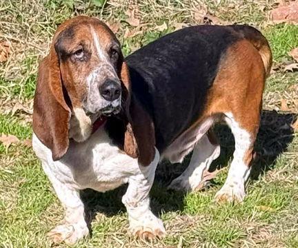 BEAU, Adoptable, Adult Male Basset Hound.
