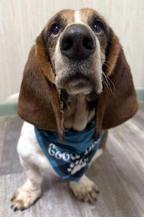 Enlarge BEAU, a Adopted Basset Hound in Mays Landing, NJ image 2/3