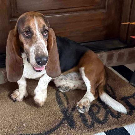Enlarge BEAU, a Adoptable Basset Hound in Mays Landing, NJ image 2/2