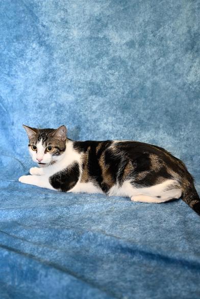 Smokey — thumbnail 4