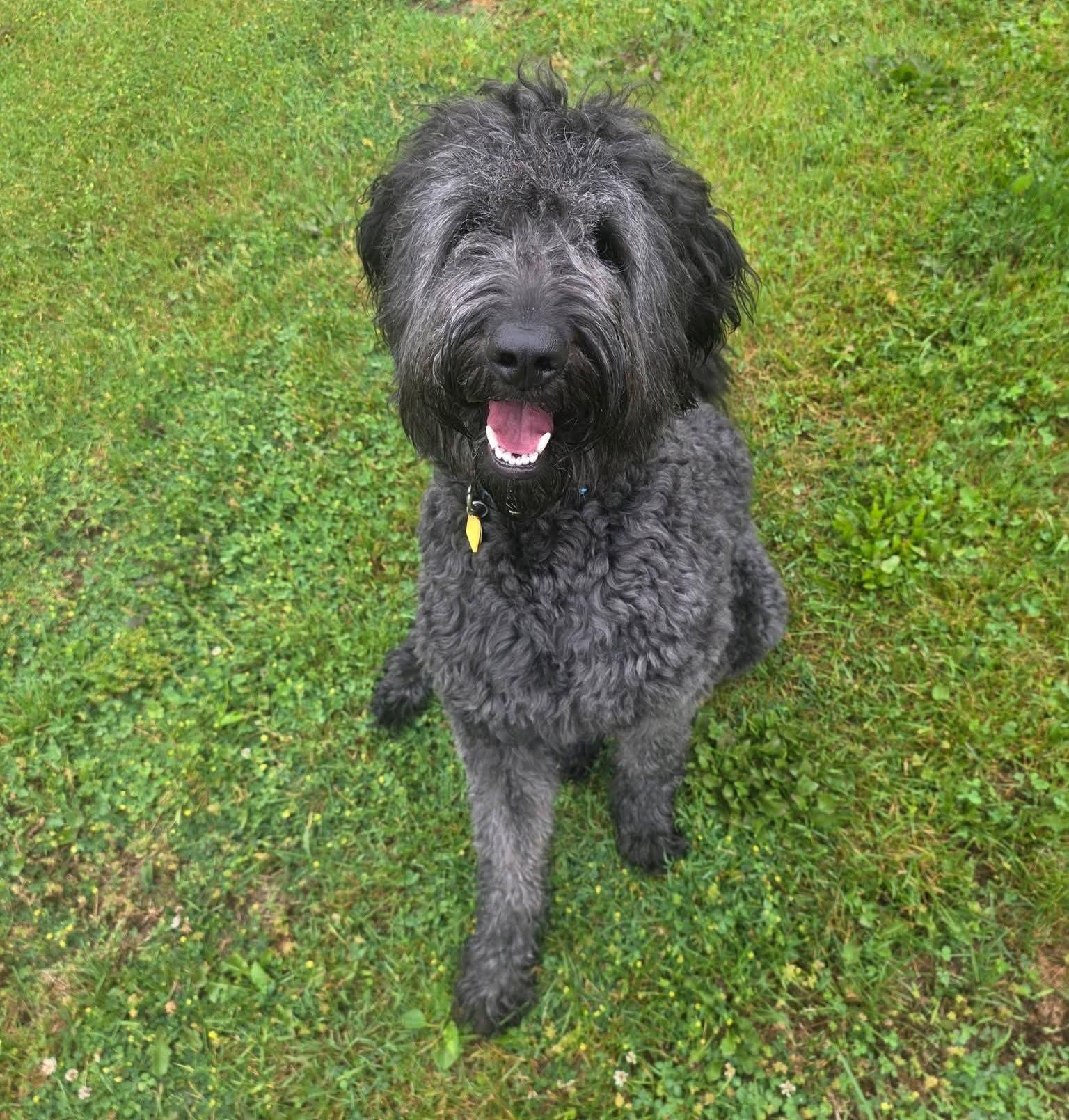 Blu, adopted, Young Male Goldendoodle.