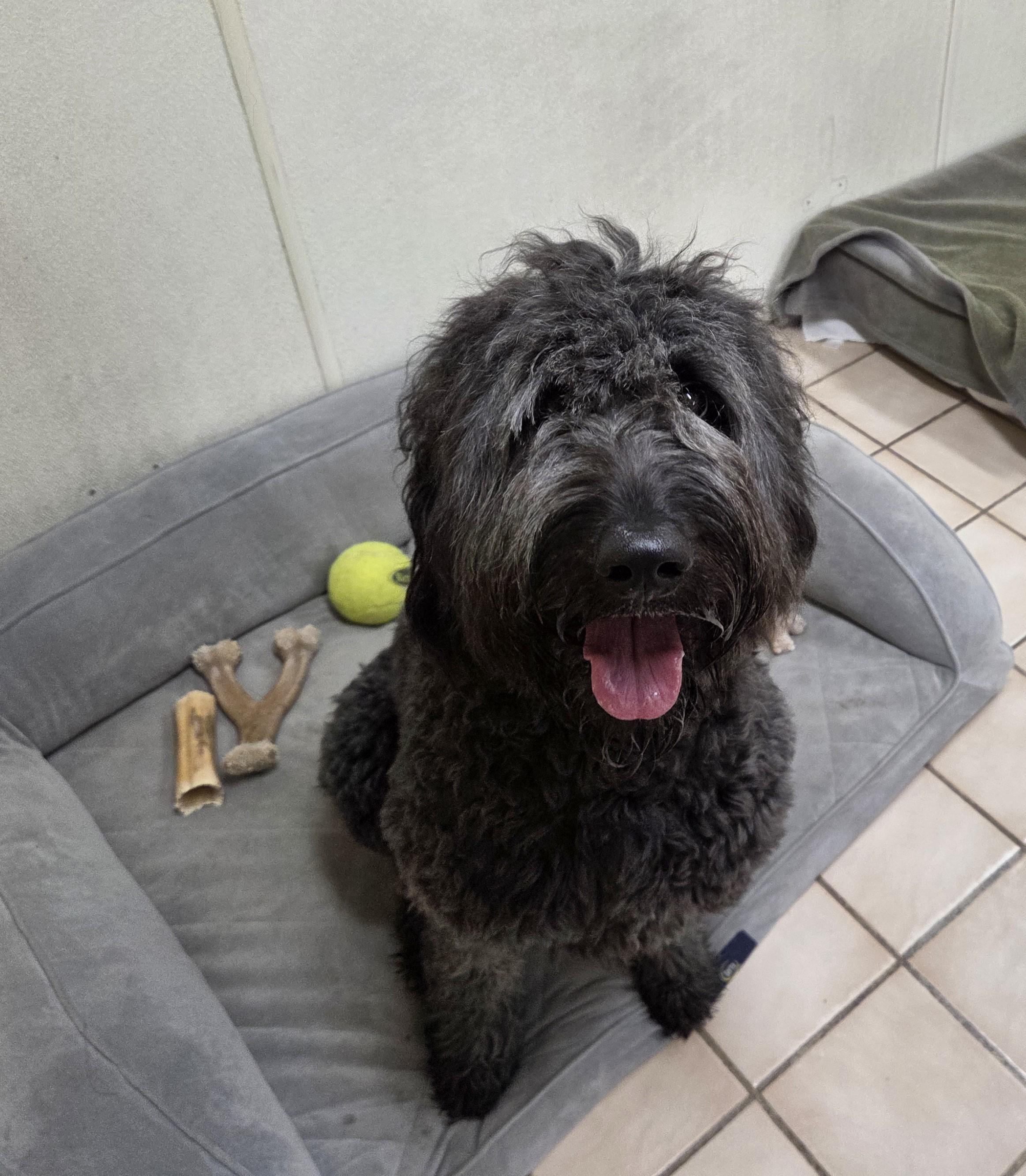 Blu, ADOPTABLE, Young Male Goldendoodle.