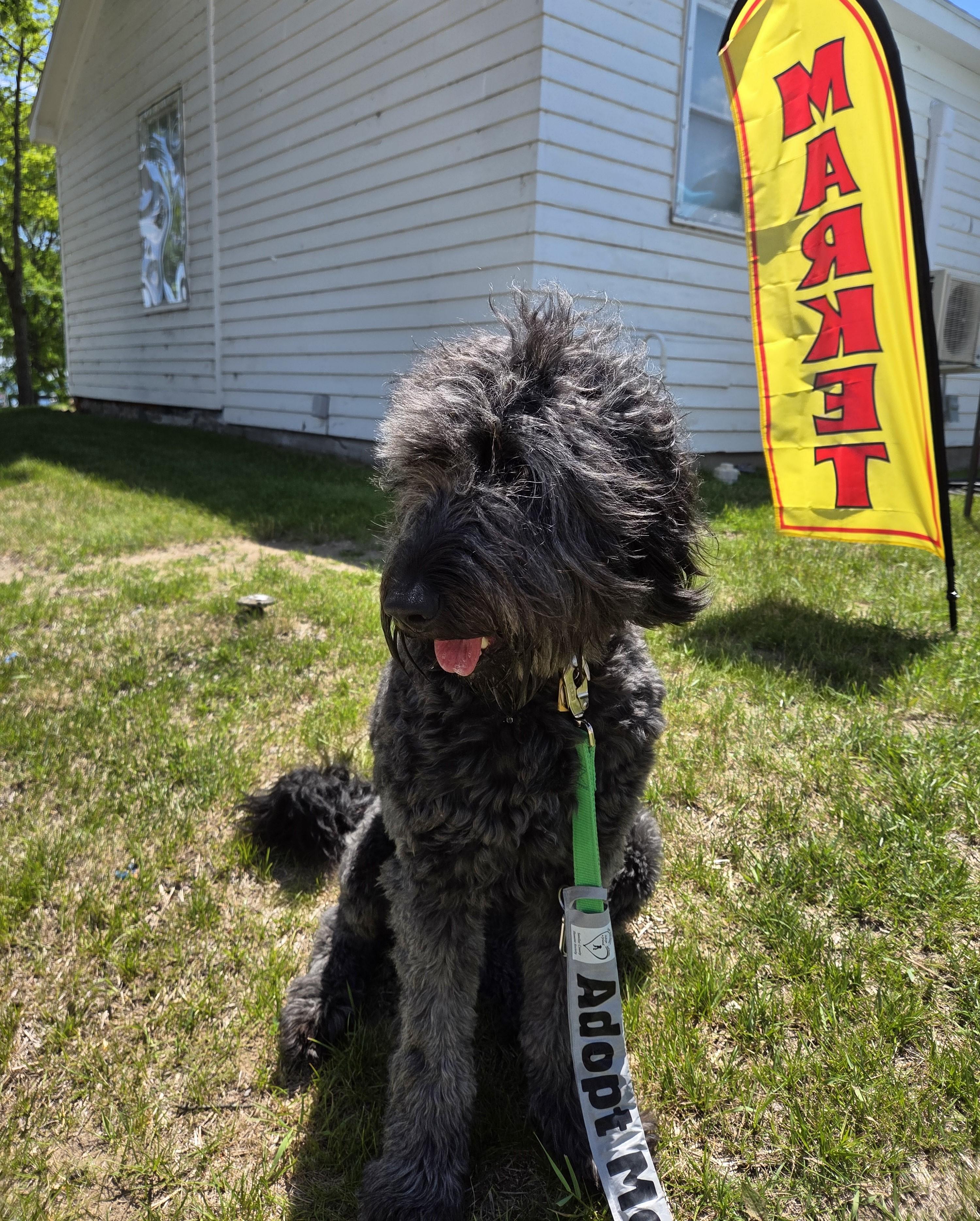 Enlarge Blu, an adopted mixed breed in Carsonville, MI image 4/6