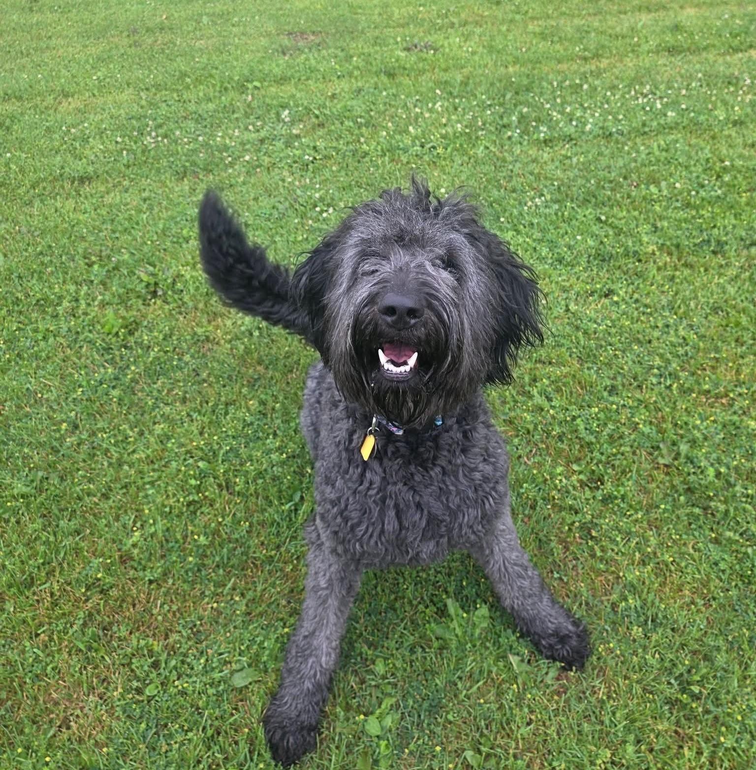 Enlarge Blu, an adopted mixed breed in Carsonville, MI image 6/6