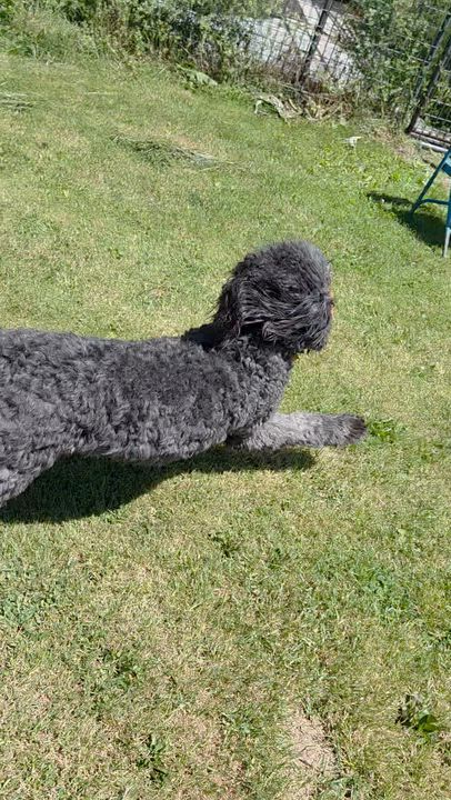 Enlarge Blu, an adopted mixed breed in Carsonville, MI video 5/6