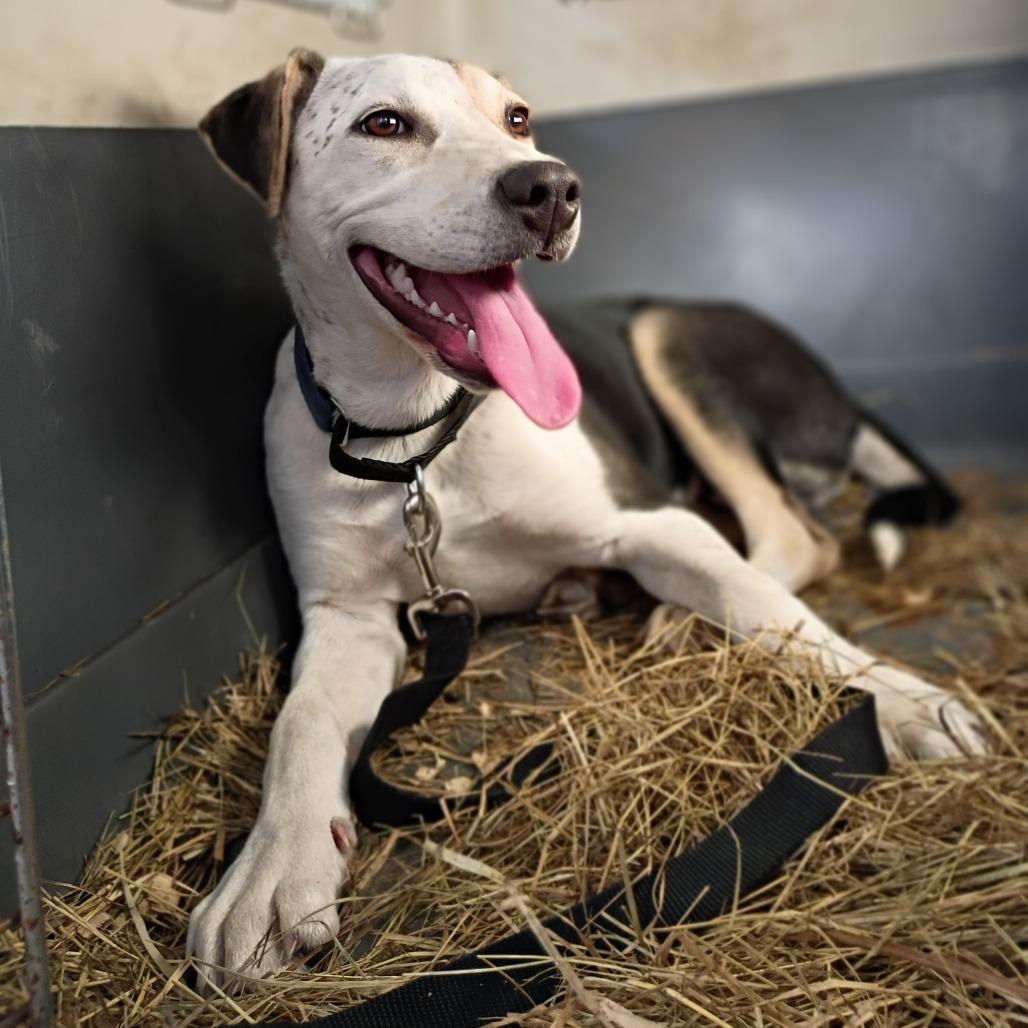 Oliver, Adoptable, Young Male Treeing Walker Coonhound & Pit Bull Terrier.
