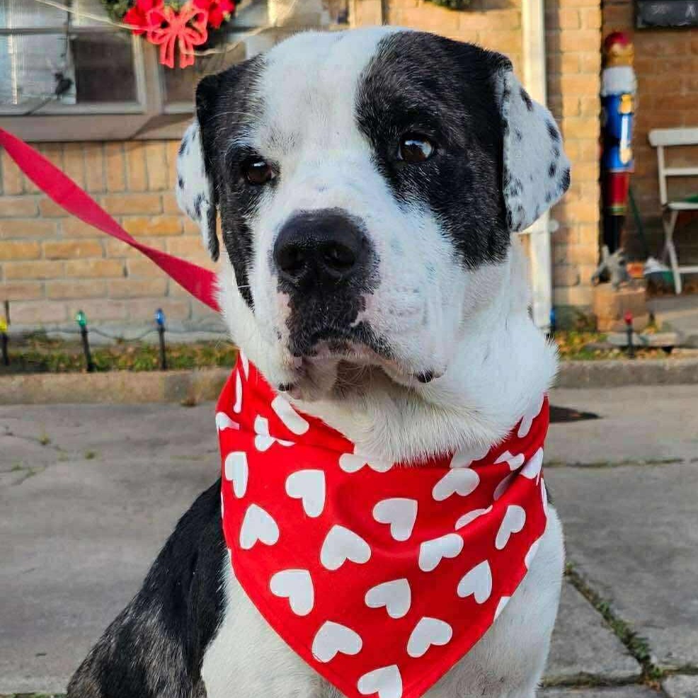 Enlarge Macho, a Adoptable mixed breed in Coraopolis, PA image 1/6