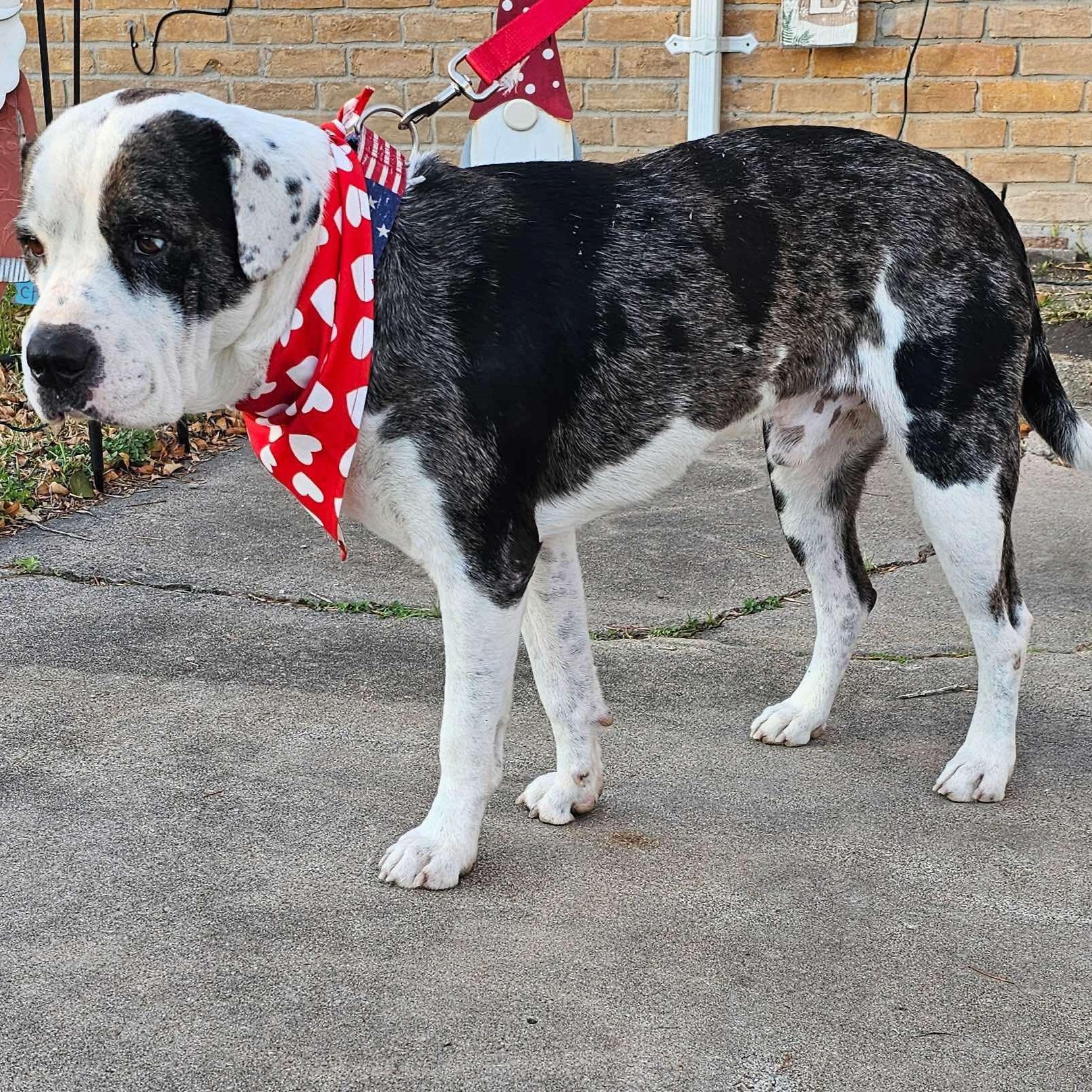 Enlarge Macho, a Adoptable mixed breed in Coraopolis, PA image 5/6