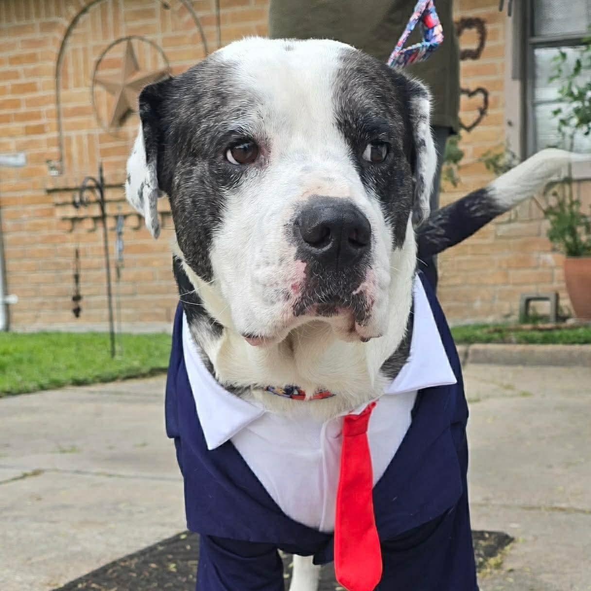Enlarge Macho, a Adoptable mixed breed in Coraopolis, PA image 2/6