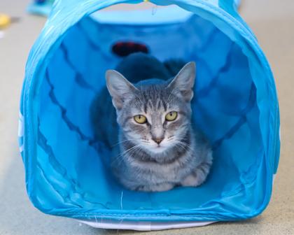 Enlarge Melissa King, a Adoptable Domestic Short Hair in West Seneca, NY image 1/2