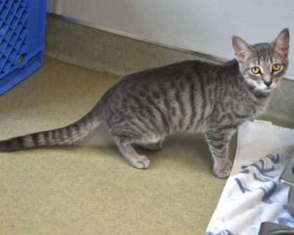 Enlarge Melissa King, a Adoptable Domestic Short Hair in West Seneca, NY image 2/2