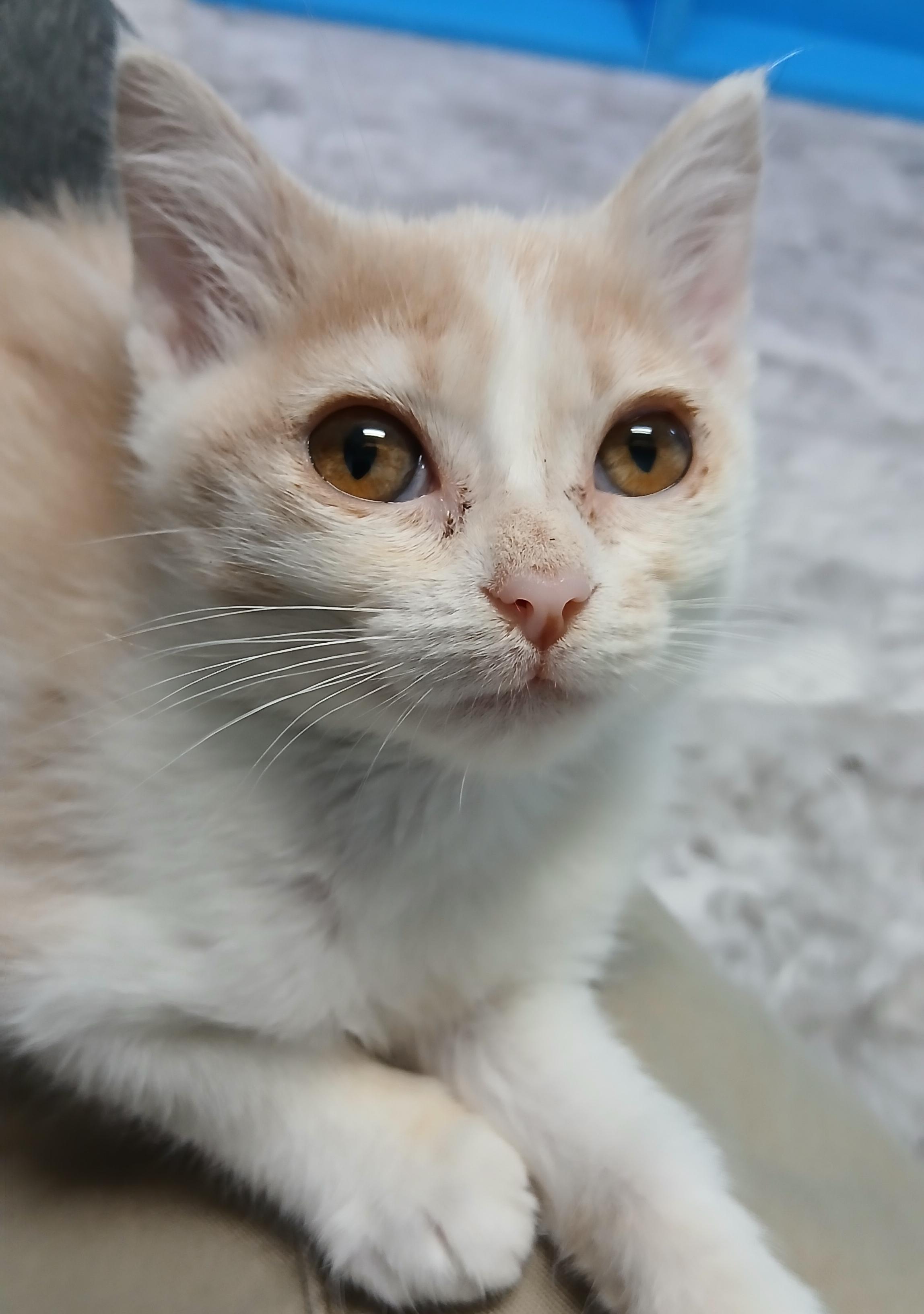 Nolan, an adopted Domestic Short Hair in Cullowhee, NC image 5/6