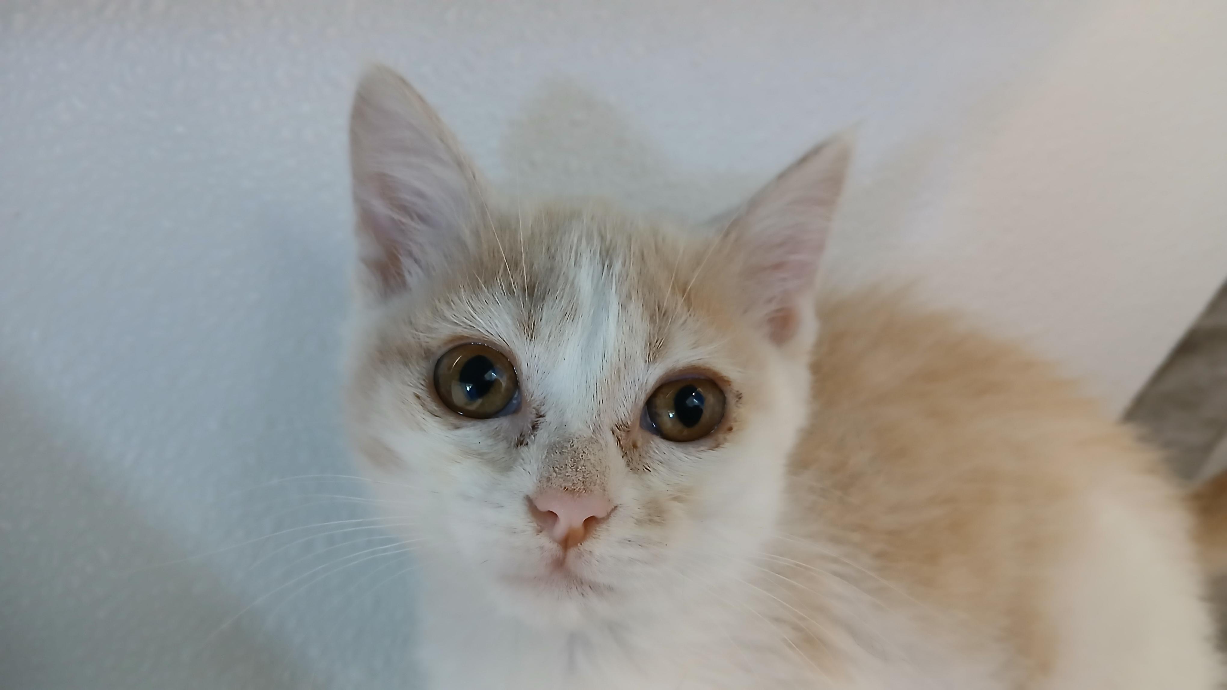 Nolan, an adopted Domestic Short Hair in Cullowhee, NC image 3/6