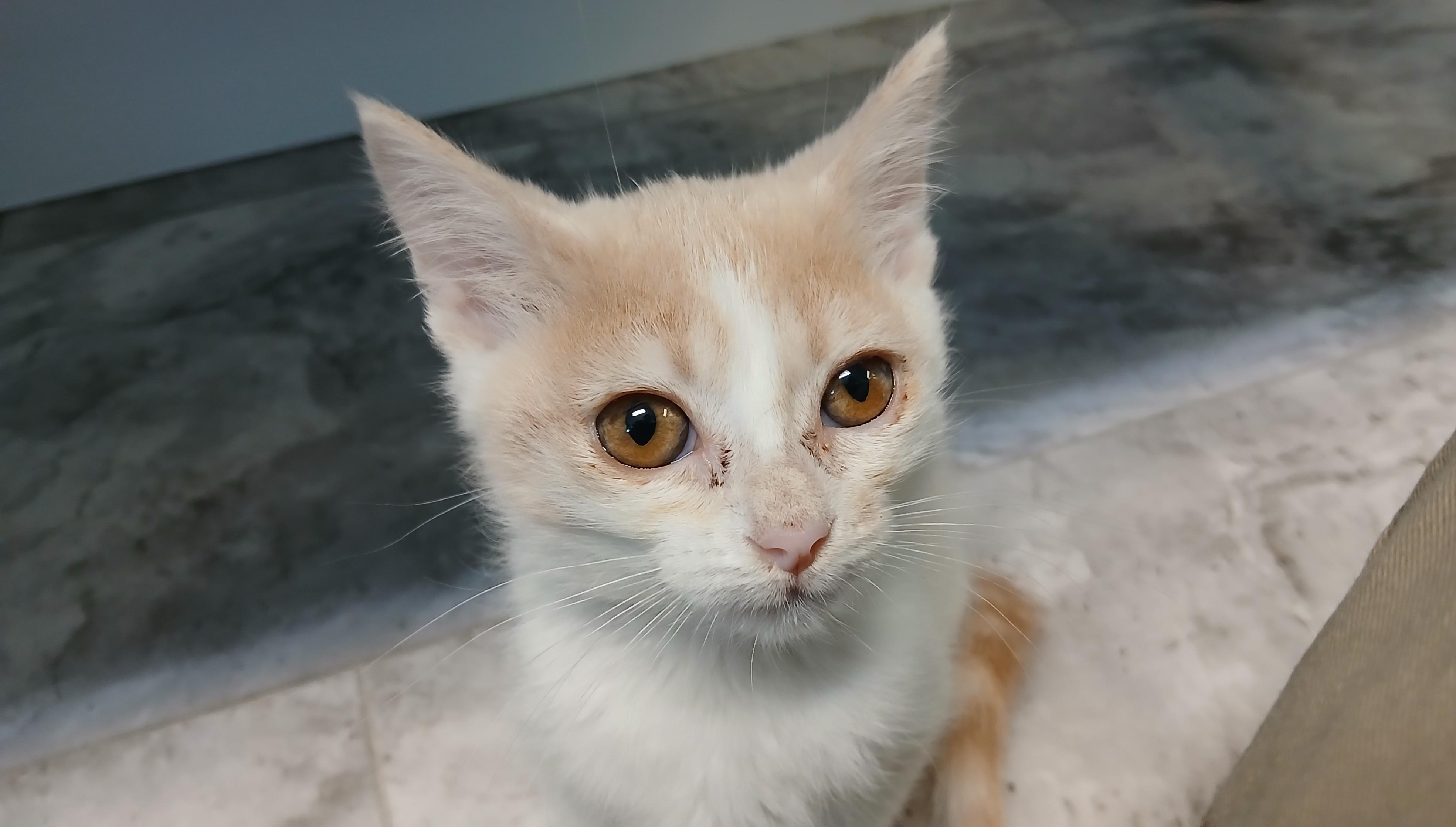 Nolan, adopted, Kitten Male Domestic Short Hair.