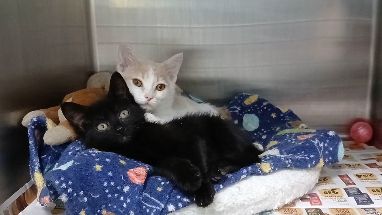 Enlarge Nolan, an adopted Domestic Short Hair in Cullowhee, NC video 4/6