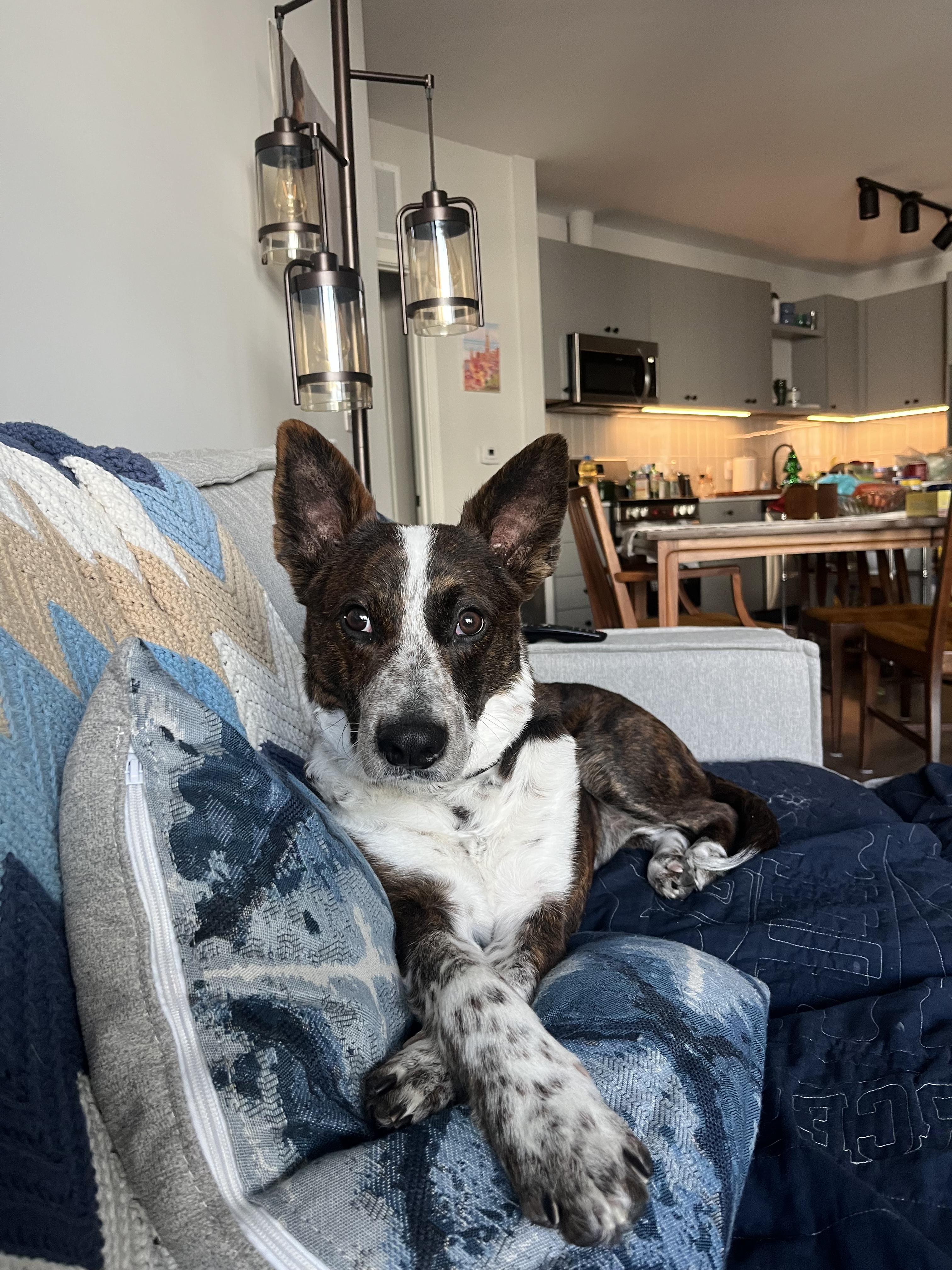 Enlarge Lobo, a Adoptable mixed breed in Silver Spring, MD image 2/6