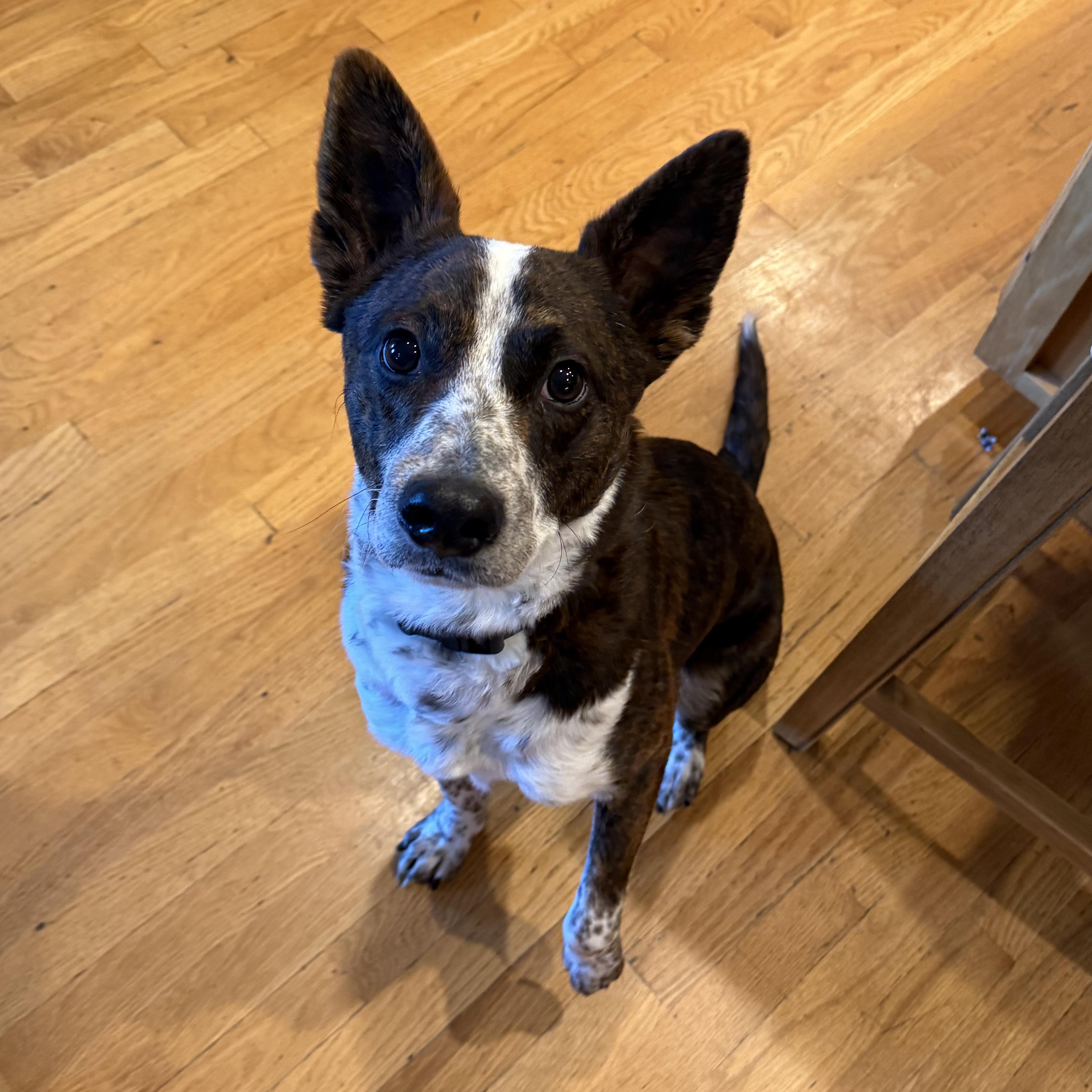 Enlarge Lobo, a Adoptable mixed breed in Silver Spring, MD image 1/6