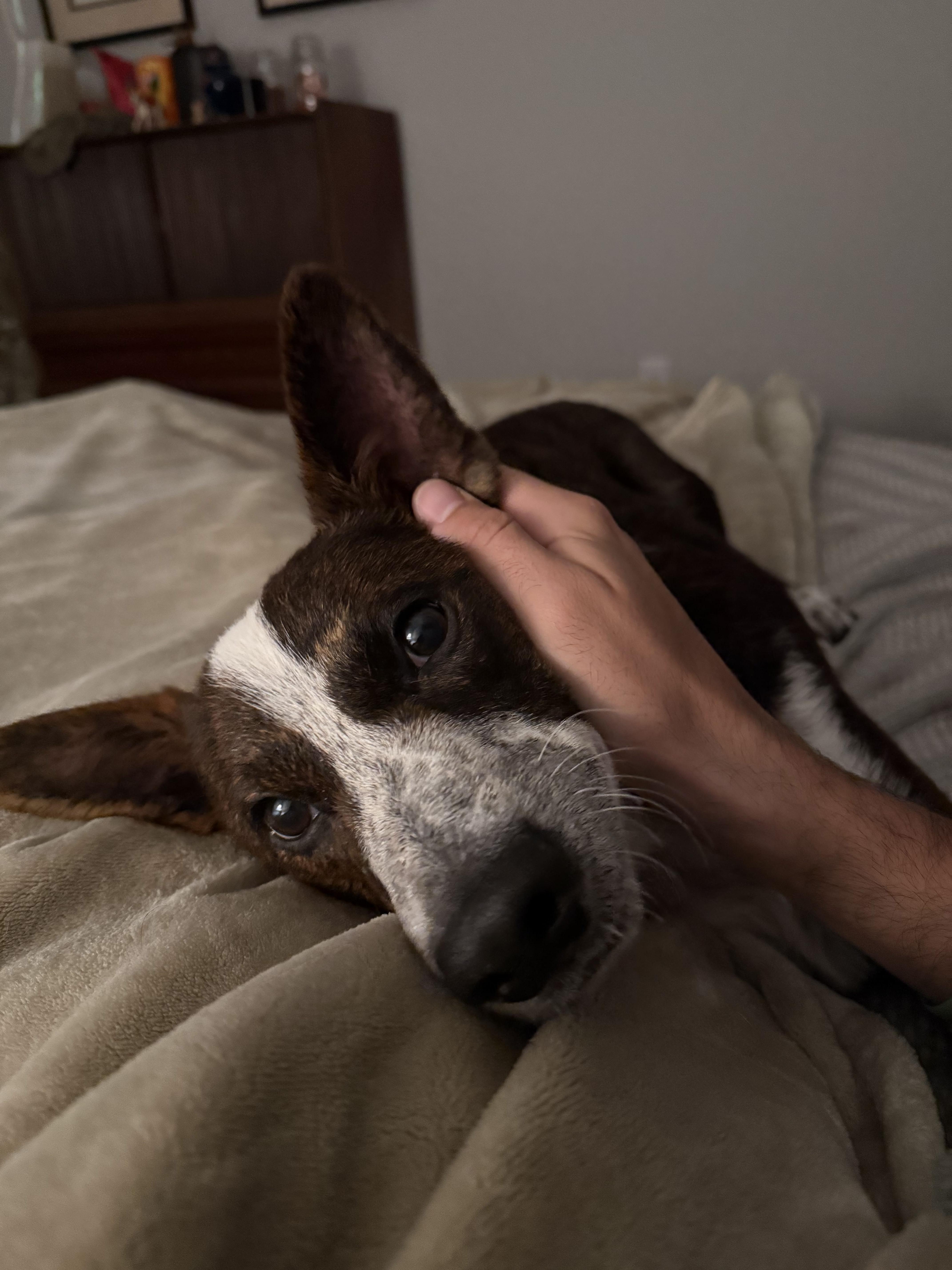 Enlarge Lobo, a Adoptable mixed breed in Silver Spring, MD image 4/6