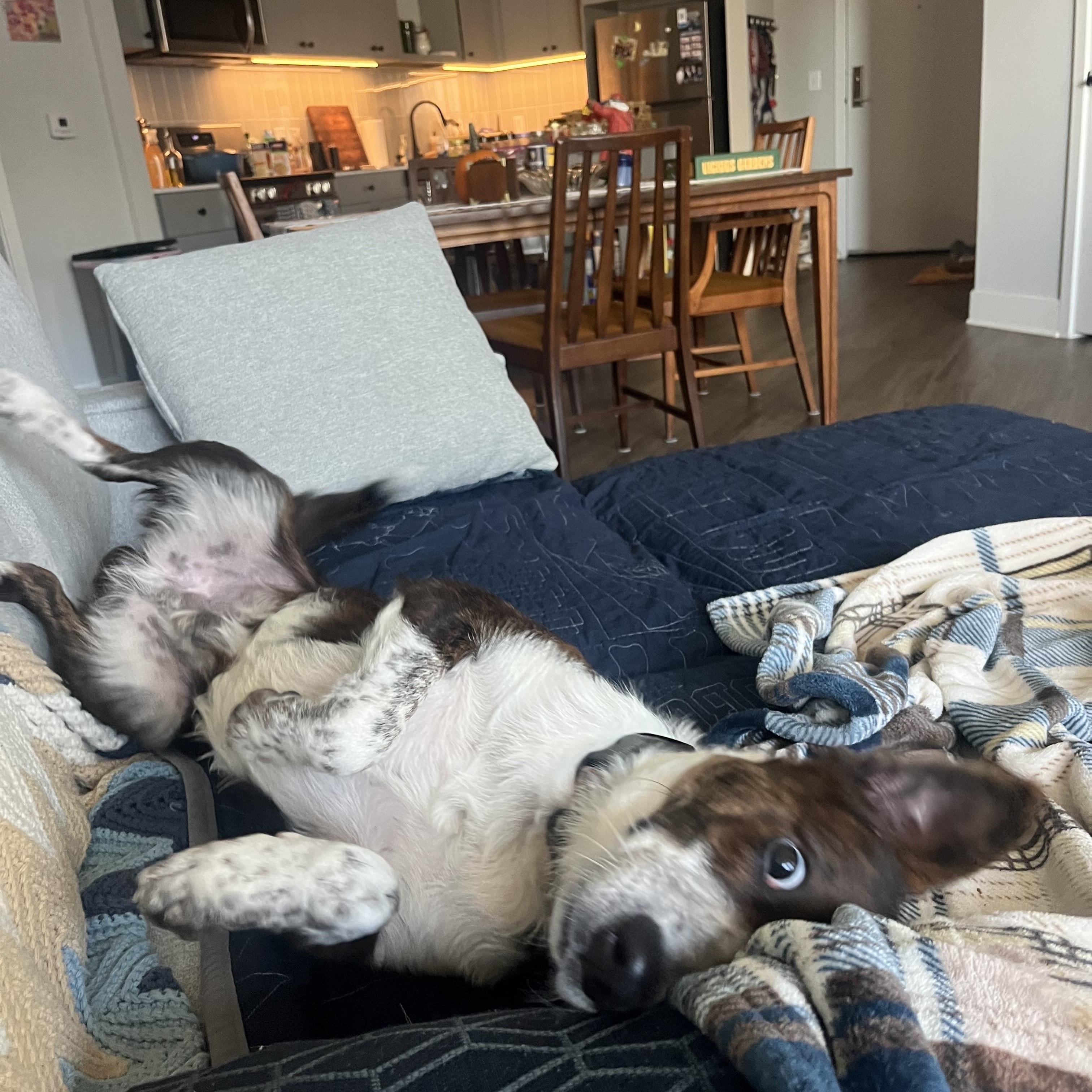 Enlarge Lobo, a Adoptable mixed breed in Silver Spring, MD image 5/6