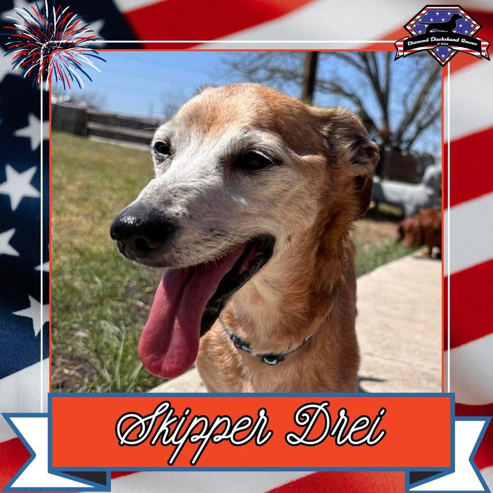 Skipper Drei, a Adoptable mixed breed in San Antonio, TX image 1/3