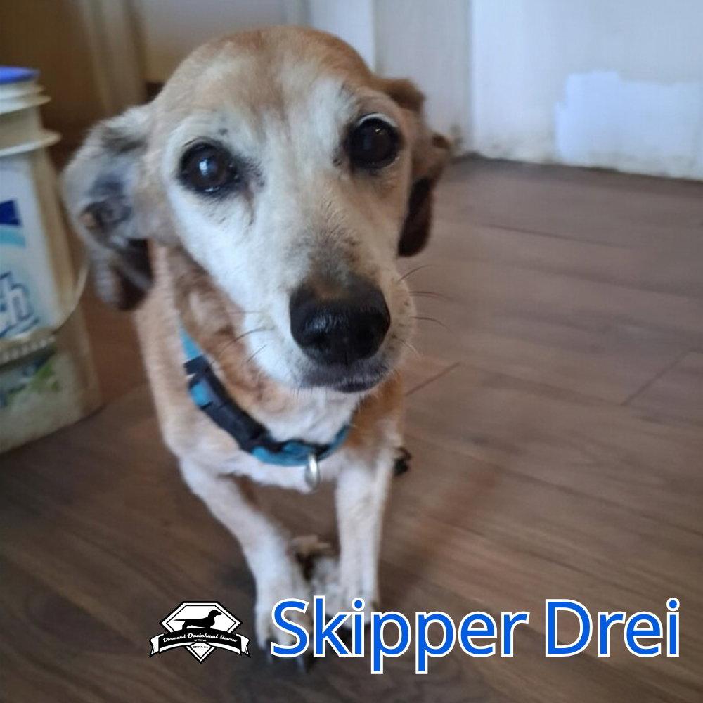 Skipper Drei, Adoptable, Senior Male Dachshund & Chihuahua.