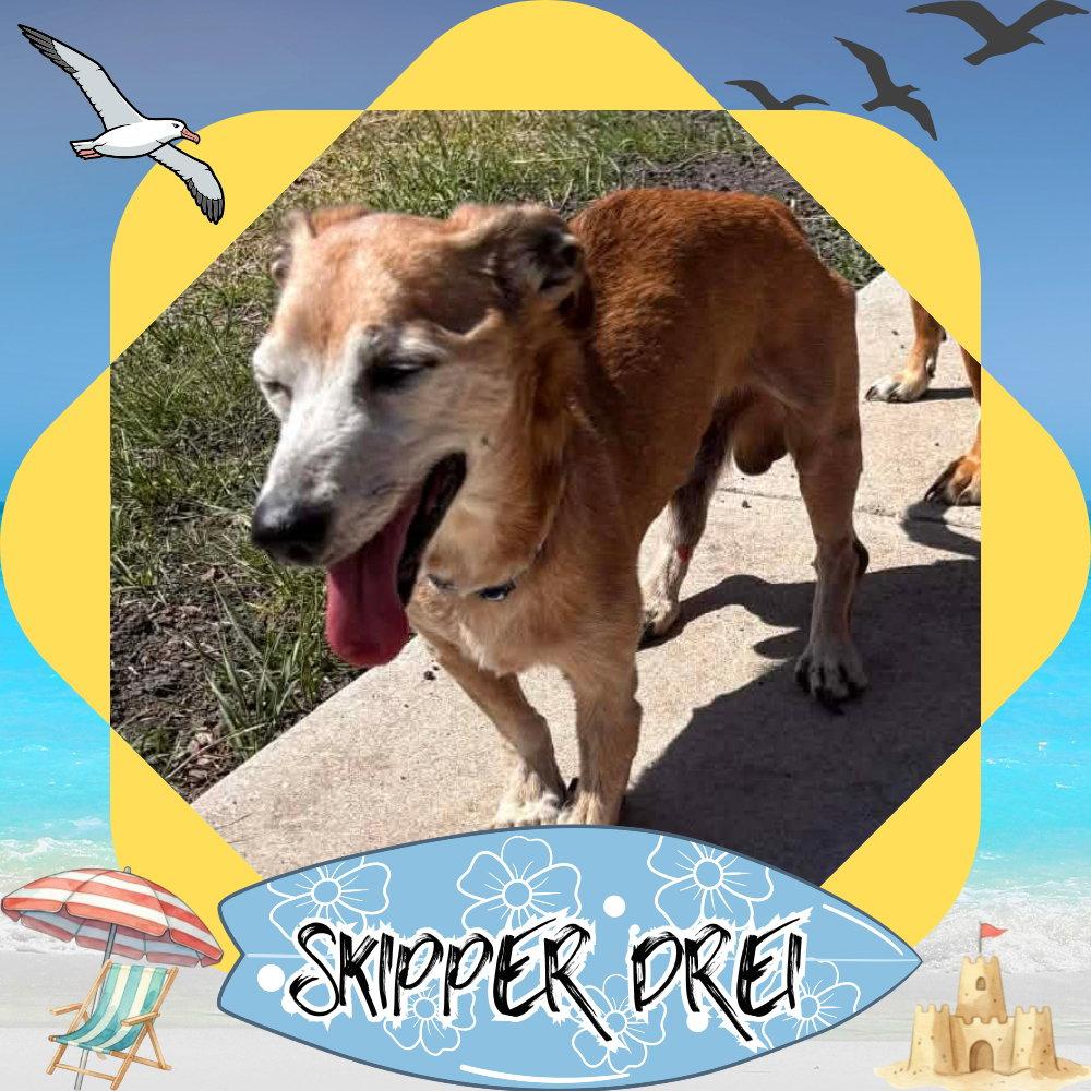 Skipper Drei, a Adoptable mixed breed in San Antonio, TX image 1/3