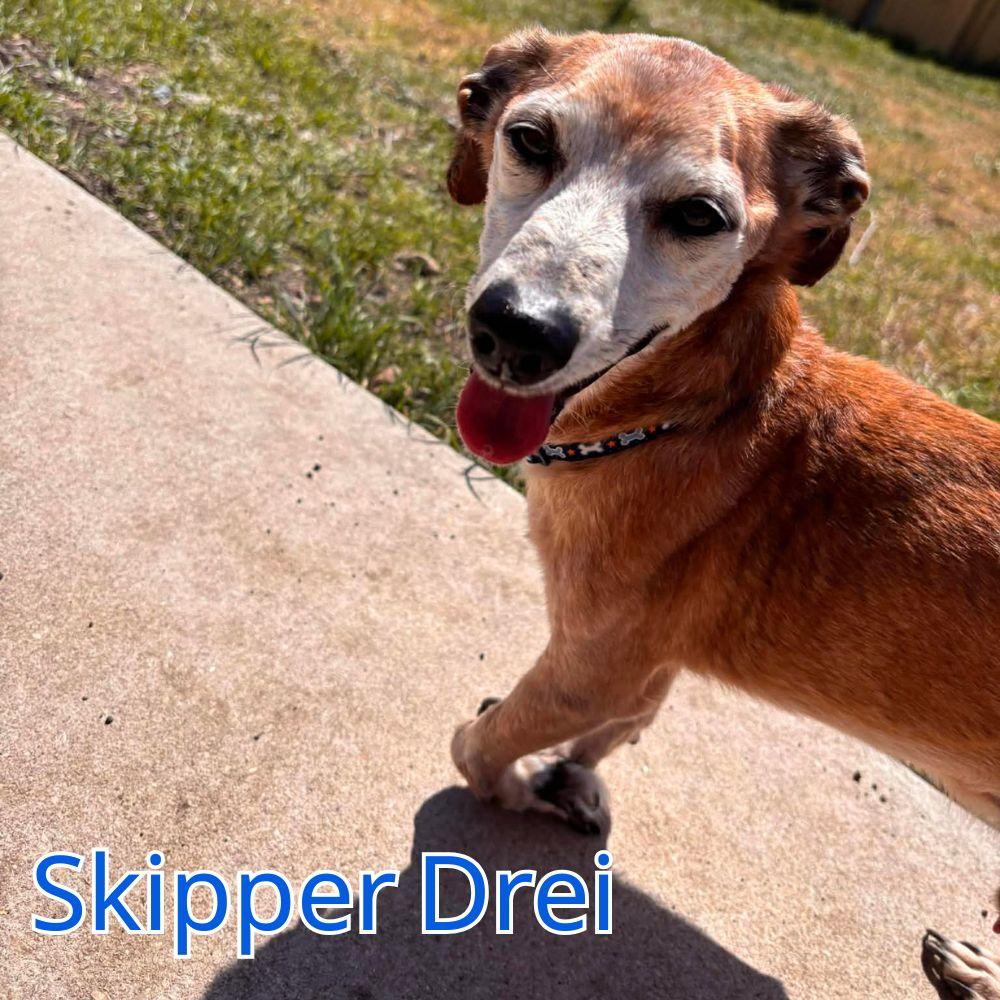 Enlarge Skipper Drei, a Adoptable mixed breed in San Antonio, TX image 1/3
