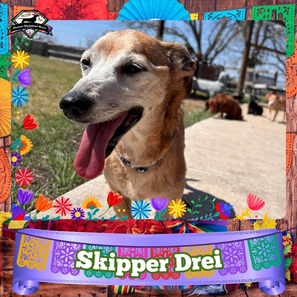 Enlarge Skipper Drei, a Adoptable mixed breed in San Antonio, TX image 2/3