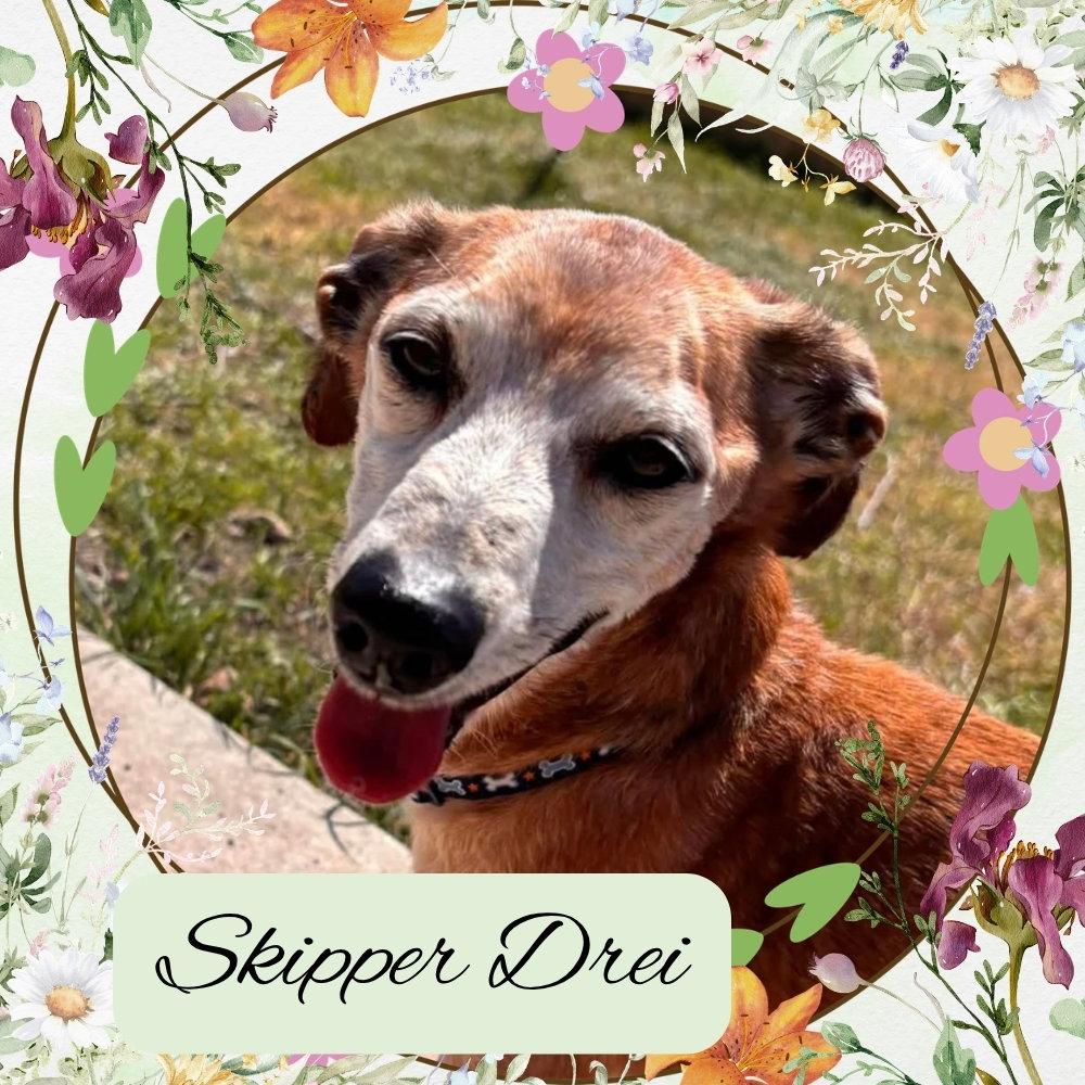 Skipper Drei, a Adoptable mixed breed in San Antonio, TX image 1/3