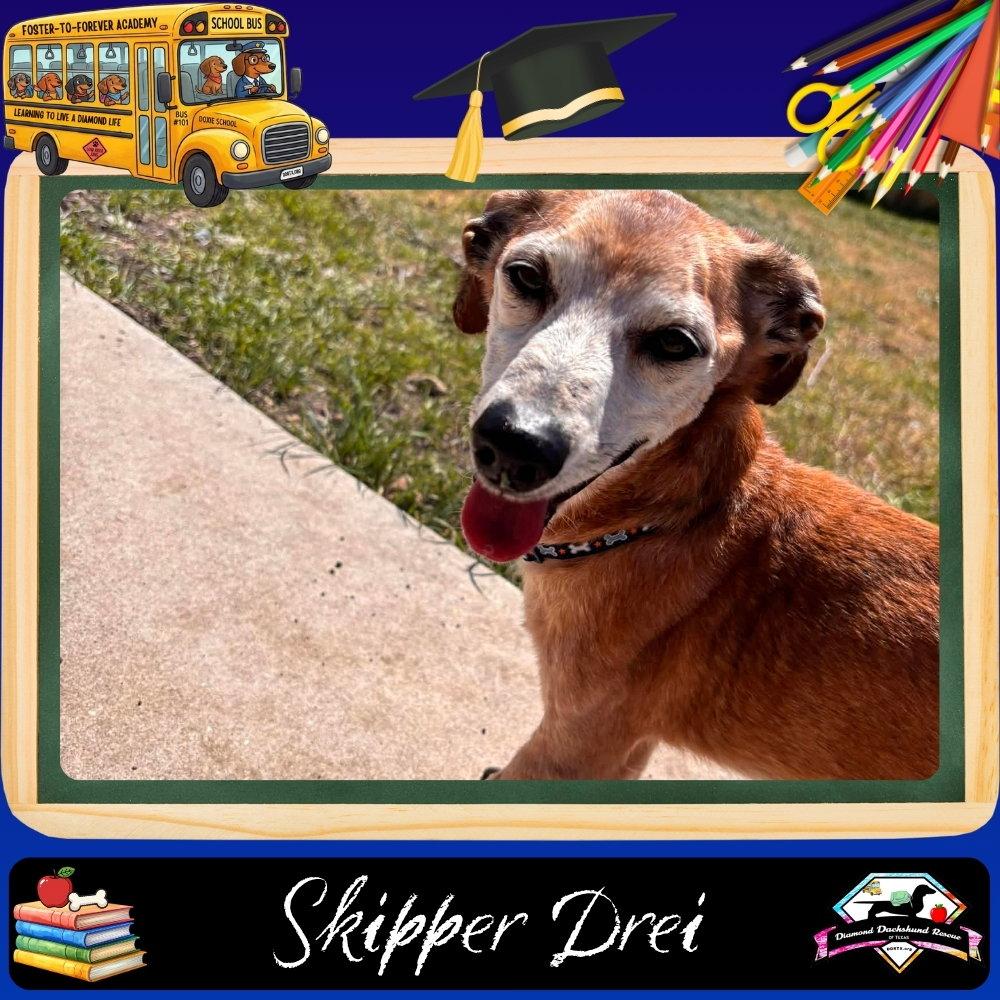 Skipper Drei, a Adoptable mixed breed in San Antonio, TX image 1/3
