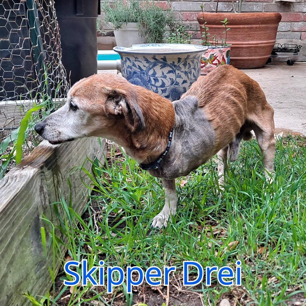 Skipper Drei, Adoptable, Senior Male Dachshund & Chihuahua.