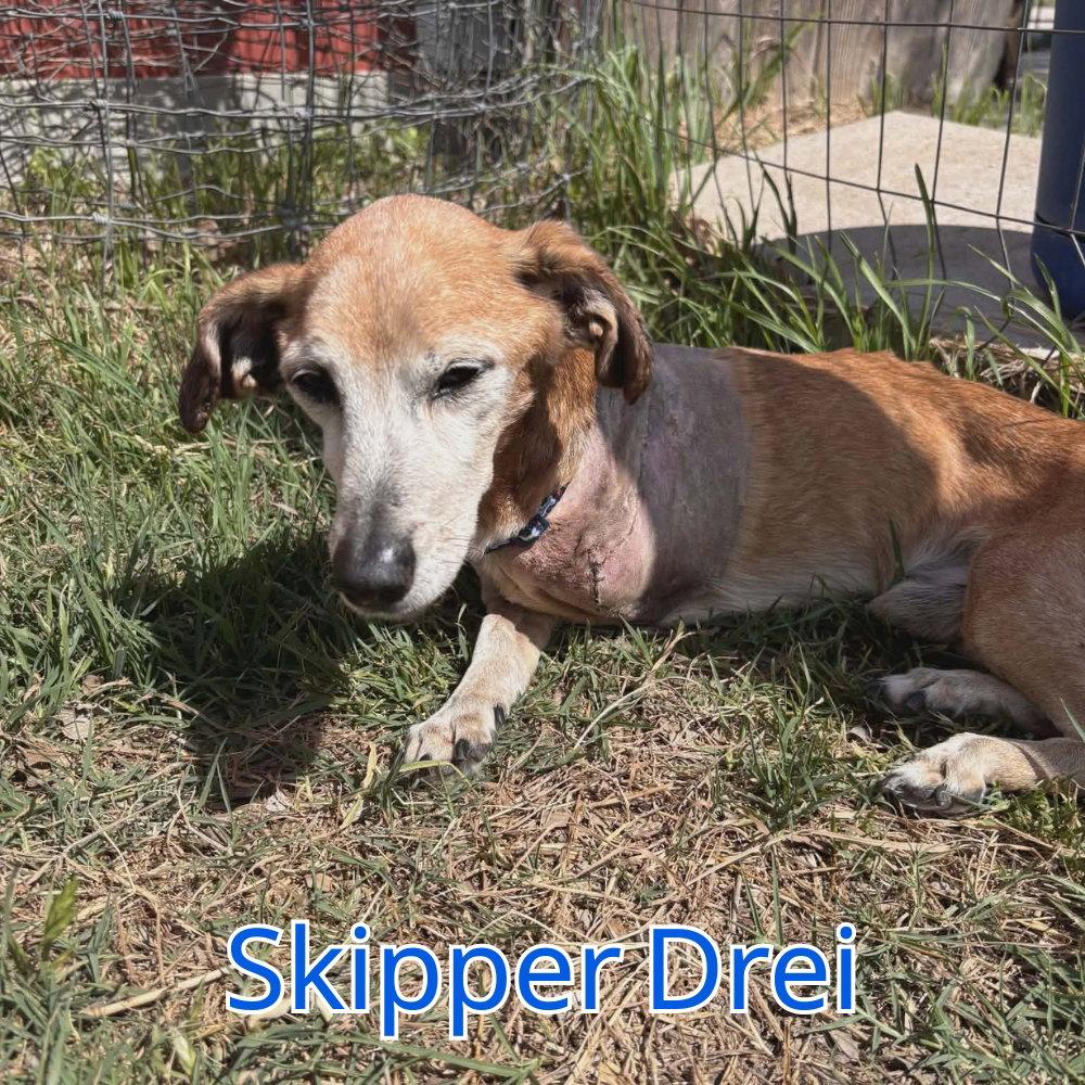 Enlarge Skipper Drei, a Adoptable mixed breed in San Antonio, TX image 3/3