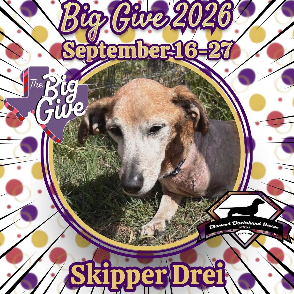 Enlarge Skipper Drei, a Adoptable mixed breed in San Antonio, TX image 3/3