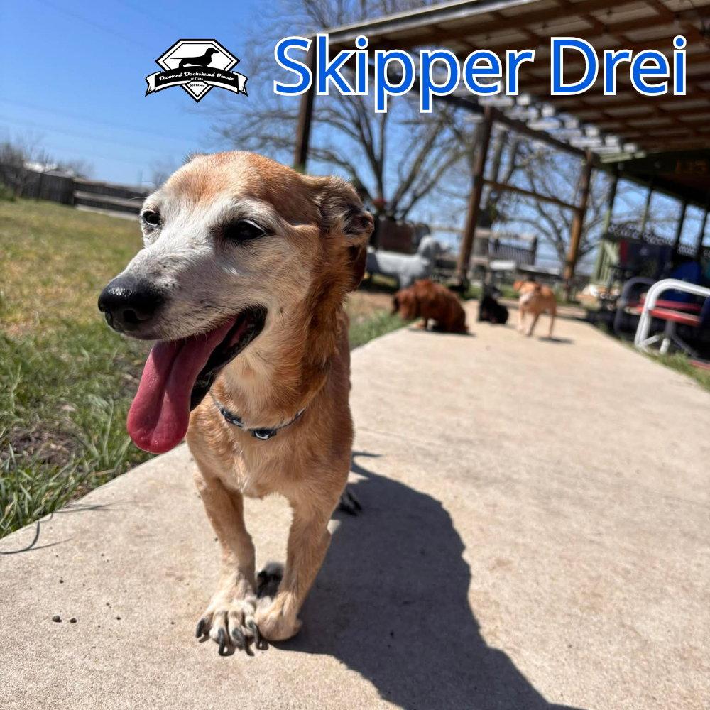 Enlarge Skipper Drei, a Adoptable mixed breed in San Antonio, TX image 2/3