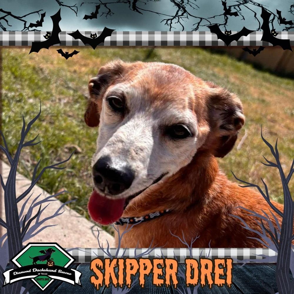 Enlarge Skipper Drei, a Adoptable mixed breed in San Antonio, TX image 3/3