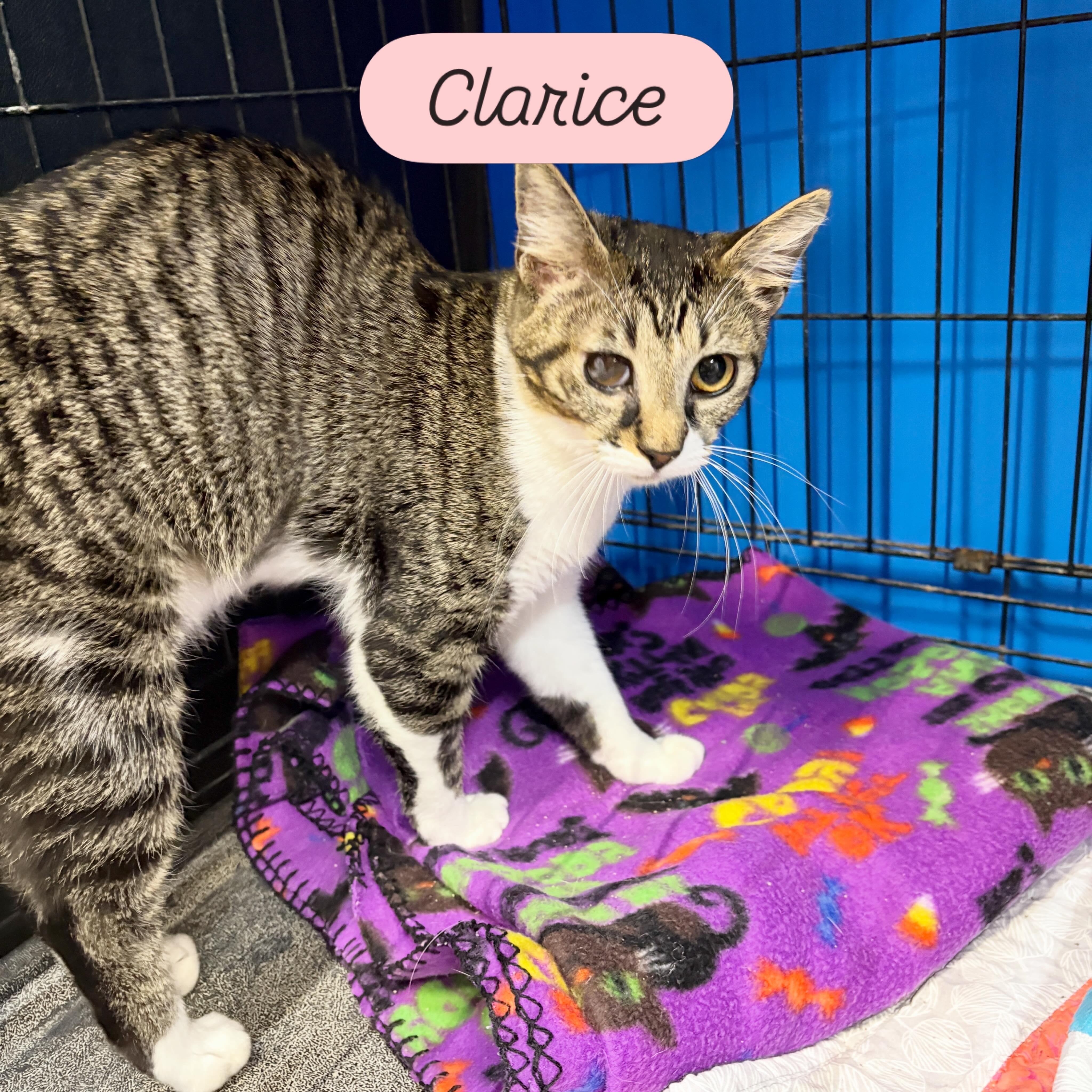 Clarice, Adopted, Young Female Domestic Short Hair.